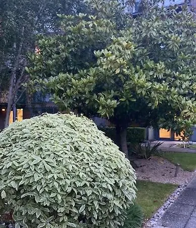 Oasis In Heart Of Dublino